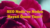 SEO Nedir ve Neden Hayati Önem Taşır?