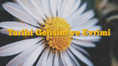 Tarihi Gelişim ve Evrimi